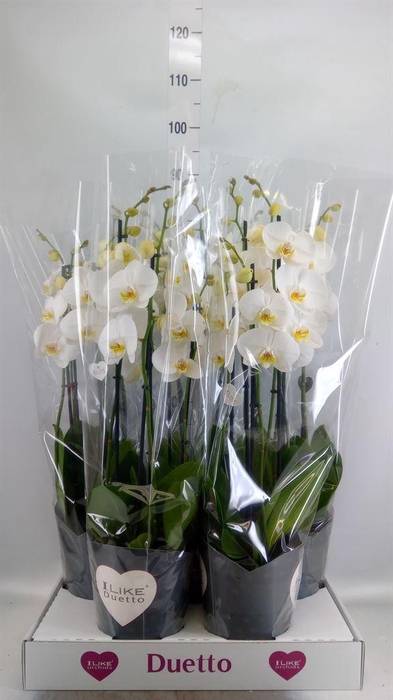 <h4>Phalaenopsis  'Ant Oxford'</h4>