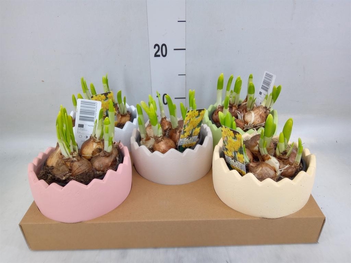 <h4>Arr.  Narcissus Tete Tete L%</h4>