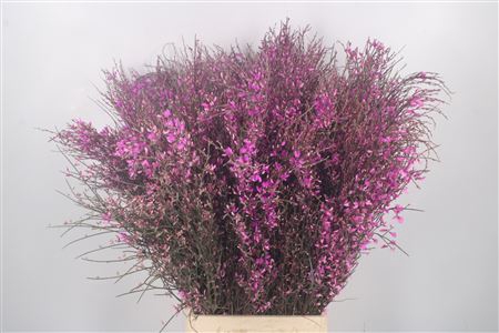 <h4>Ginster Lilac Per Bunch</h4>