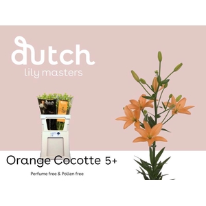 Li Az Orange Cocotte 5+ Lily Master