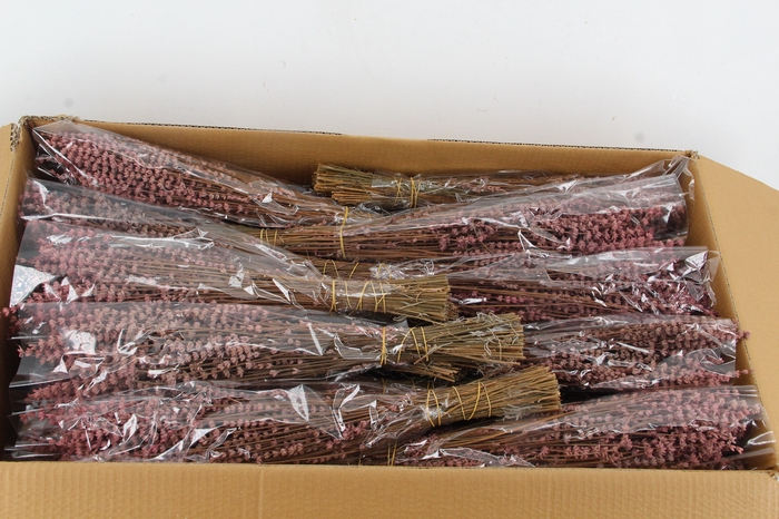 <h4>PF Lavendel Pink</h4>