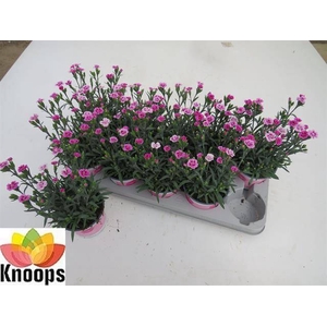 DIANTHUS PINK KISSES P12