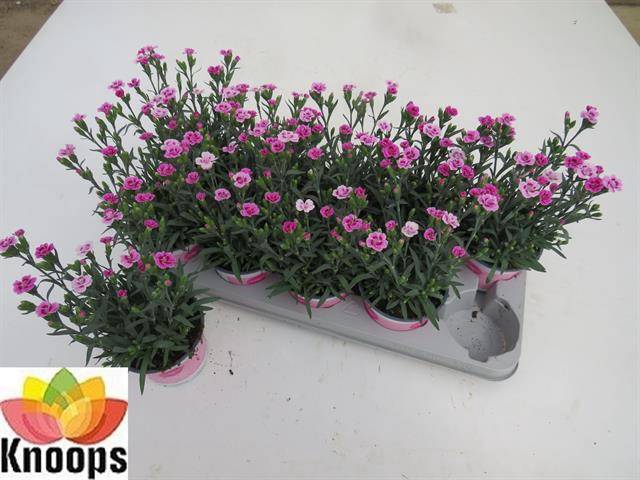 <h4>DIANTHUS PINK KISSES P12</h4>