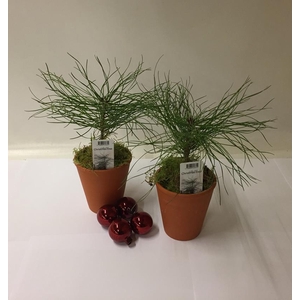 PINUS SYLVESTRIS p9