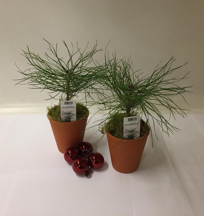 <h4>PINUS SYLVESTRIS p9</h4>