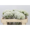 Ozothamnus Booming White