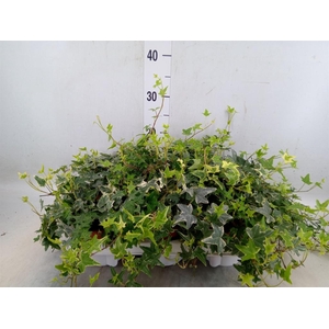 Hedera helix 'Mona Lisa'