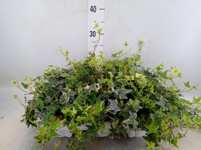 <h4>Hedera helix 'Mona Lisa'</h4>