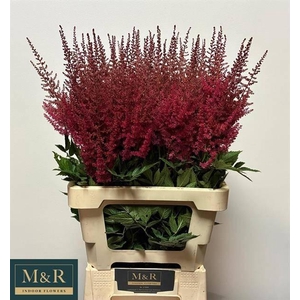 ASTIL AR PAUL GAARDE