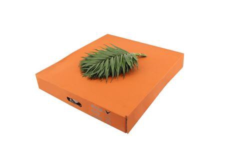 <h4>Chico 35cm Doro</h4>