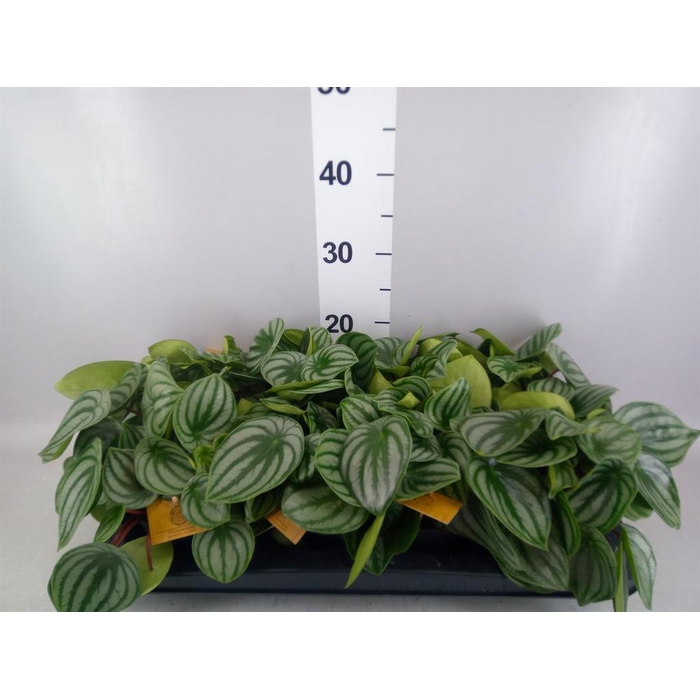 <h4>Peperomia argyreia</h4>