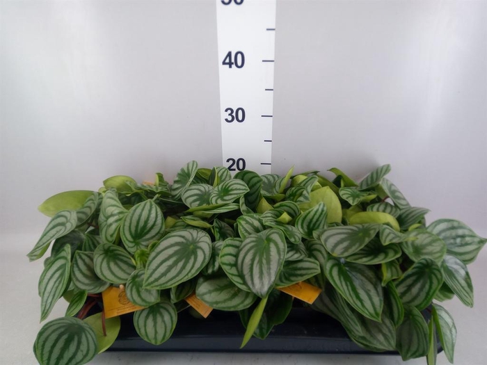 Peperomia argyreia