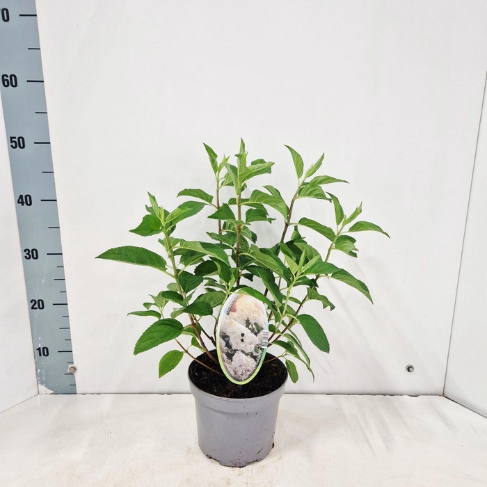 <h4>Hydrangea paniculata</h4>