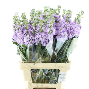 Matth Incana Iron Marine