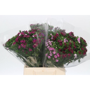 Dianthus Br Gemengd