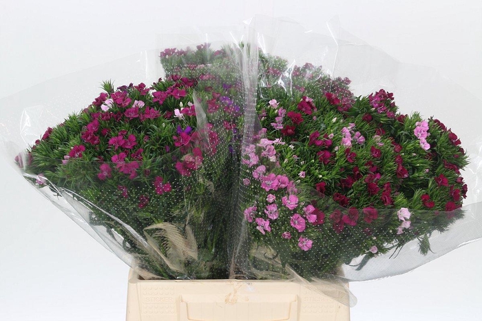 <h4>Dianthus Br Gemengd</h4>