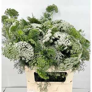 Ammi Visnaga