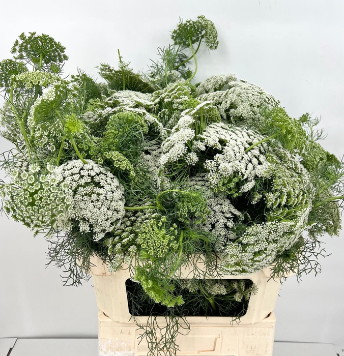 <h4>Ammi Visnaga</h4>