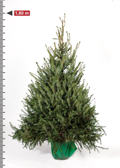 <h4>PICEA OMORIKA</h4>