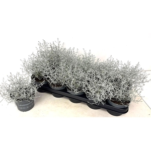 LEUCOPH SILVERCALOS