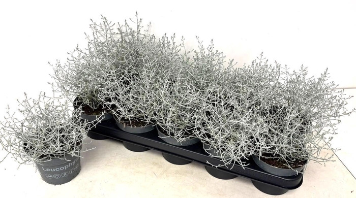<h4>LEUCOPH WHIMSY SILVE</h4>