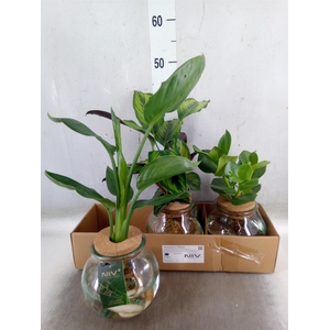 Planten  ..mix