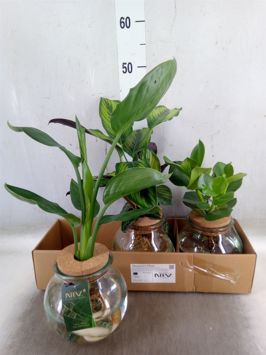 <h4>Planten  ..mix</h4>