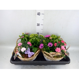 Arr.   Perkplanten L%