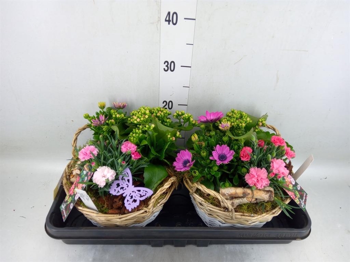 <h4>Arr.   Perkplanten L%</h4>