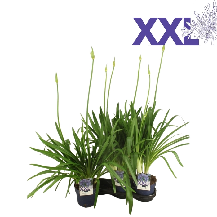 <h4>Agapanthus blauw grootbl. doorbl. knoppen boven gewas</h4>