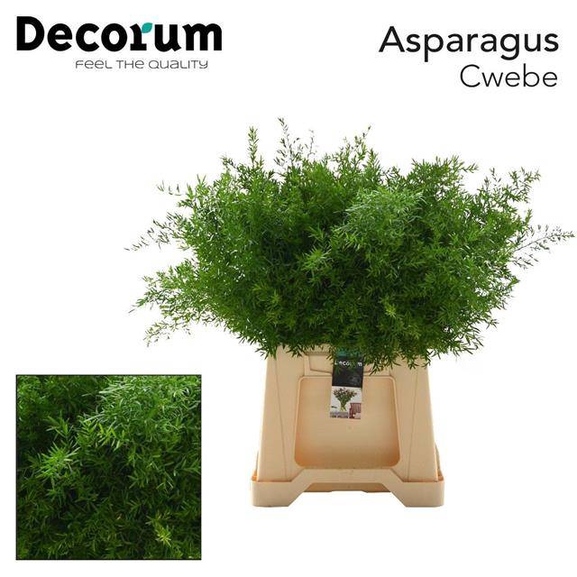 ASP DENS CWEBE
