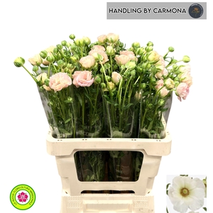 RAN CO MAG MASCARPON