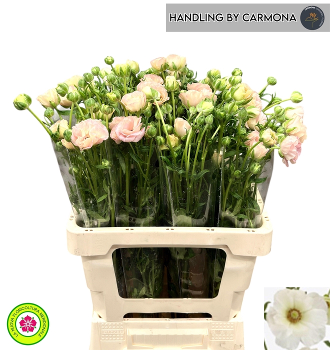 <h4>RAN CO MAG MASCARPON</h4>