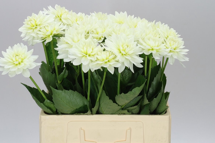 <h4>Dahlia Maarten Zwaan</h4>