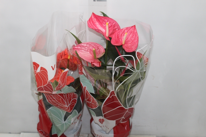 <h4>ANTHURIUM VARIADO P17</h4>