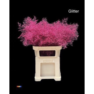 Limonium Cerise + Glitter Bio