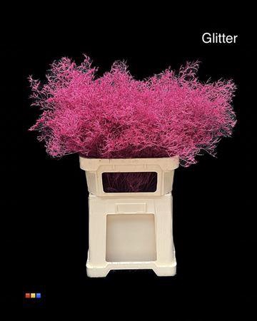 <h4>Limonium Cerise + Glitter Bio</h4>