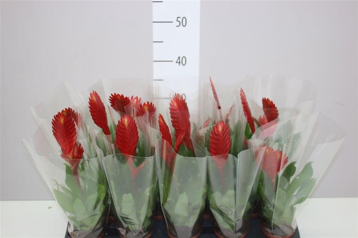 <h4>Vriesea Christiane</h4>