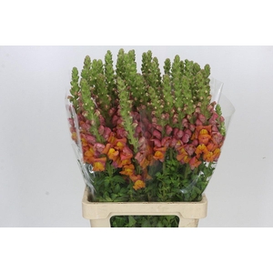 Antirrhinum Potomac Dark Orange