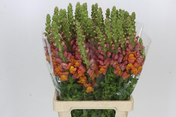 <h4>Antirrhinum Potomac Dark Orange</h4>