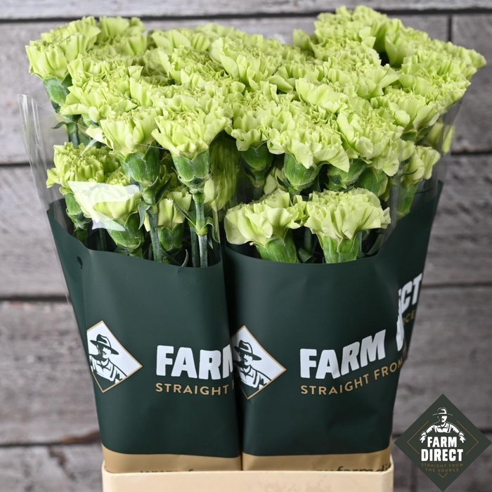 <h4>DI ST MARTY GREEN</h4>