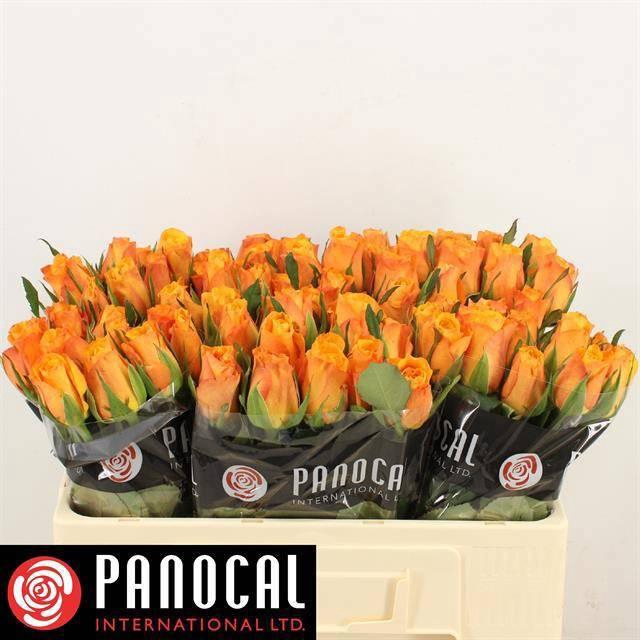 <h4>R GR CONFIDENTIAL</h4>