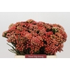 Kaaps Groen Red Brunia Small