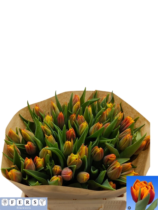 <h4>TU DU ATLAS</h4>