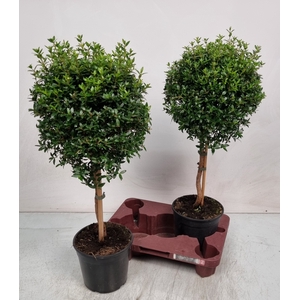 MYRTUS COM