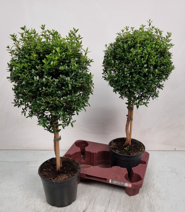 <h4>MYRTUS COM</h4>