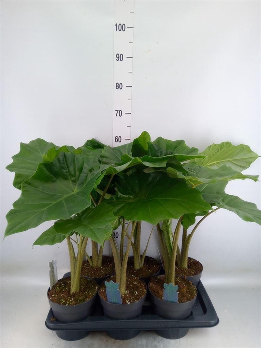 <h4>Alocasia portodora</h4>