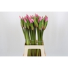 Amarcrinum Rose