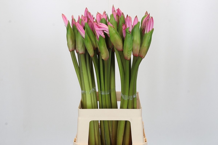 Amarcrinum Rose