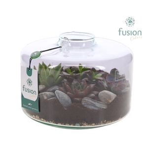 Green Bottle Kyra Large met Succulenten